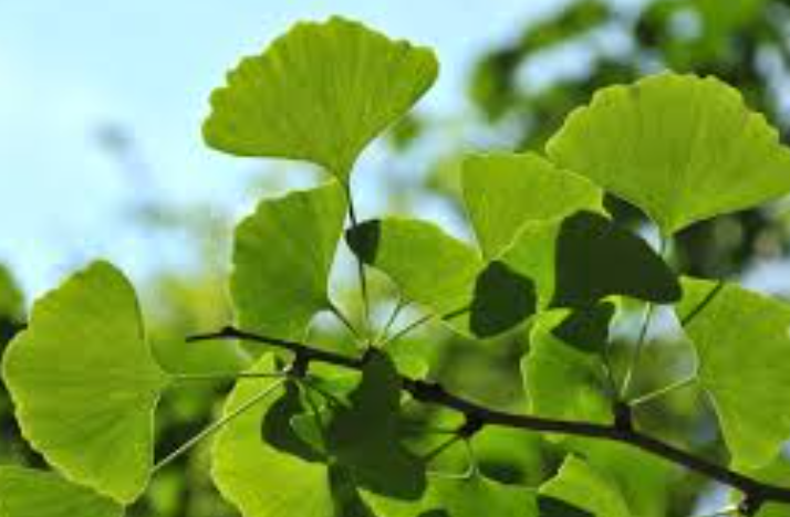 Ginkgo Biloba leaf extract, a key ingredient in Neuro Sharp for brain health