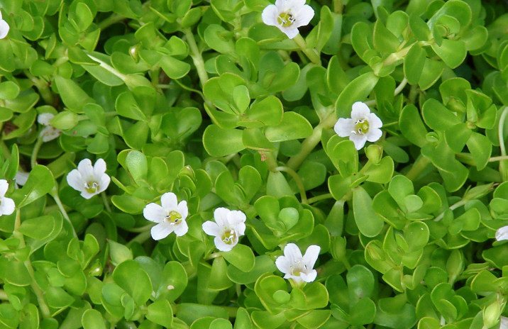 Bacopa Monnieri plant, an adaptogen used in the Neuro Sharp formula