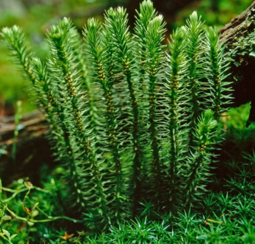 Huperzine-A moss extract, used in Neuro Sharp for memory enhancement